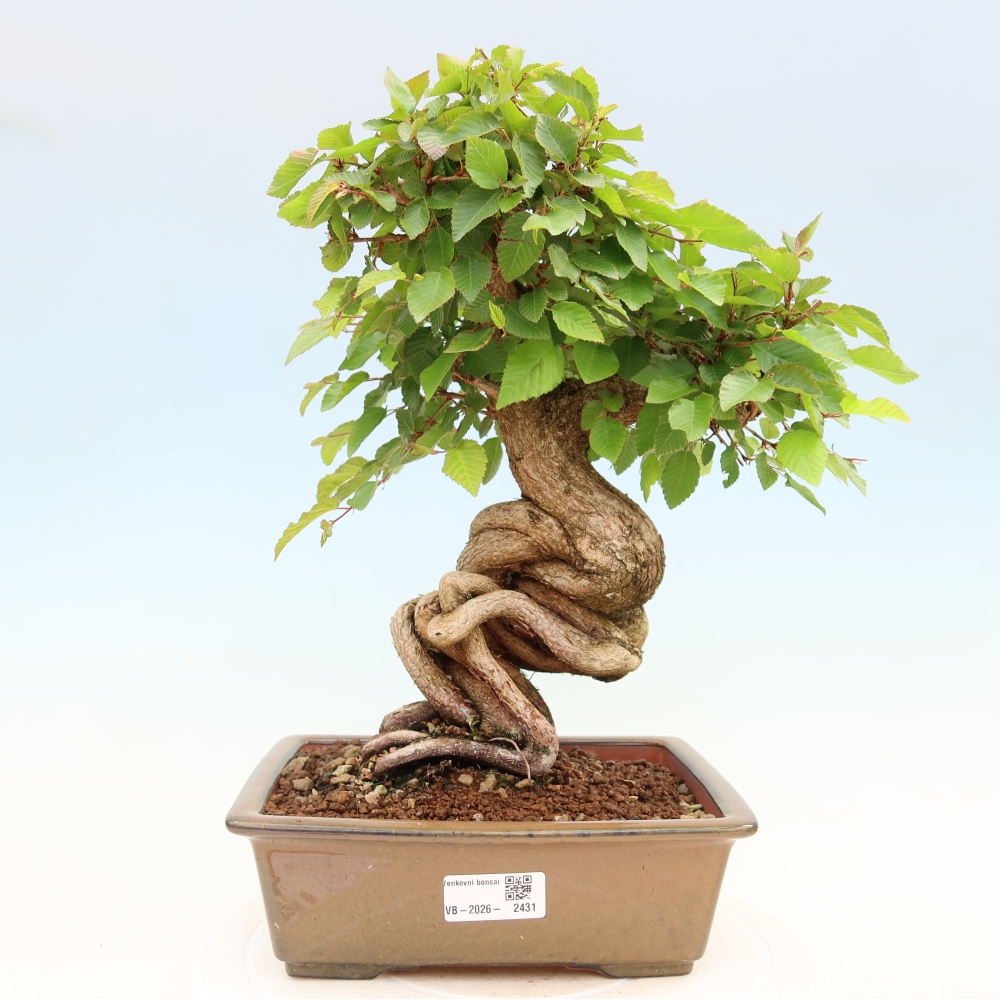 Outdoor bonsai - Carpinus coreana - grab koreański