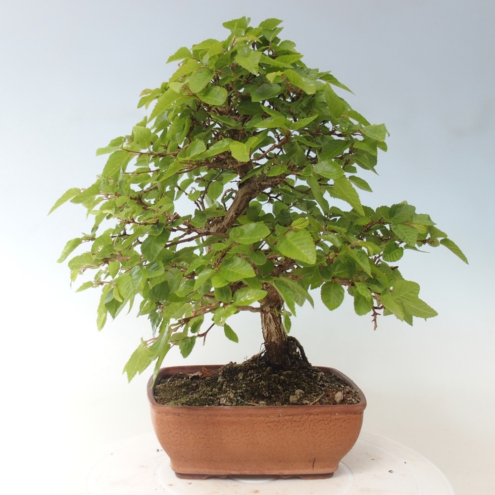 Outdoor bonsai - Carpinus CARPINOIDES - grab koreański