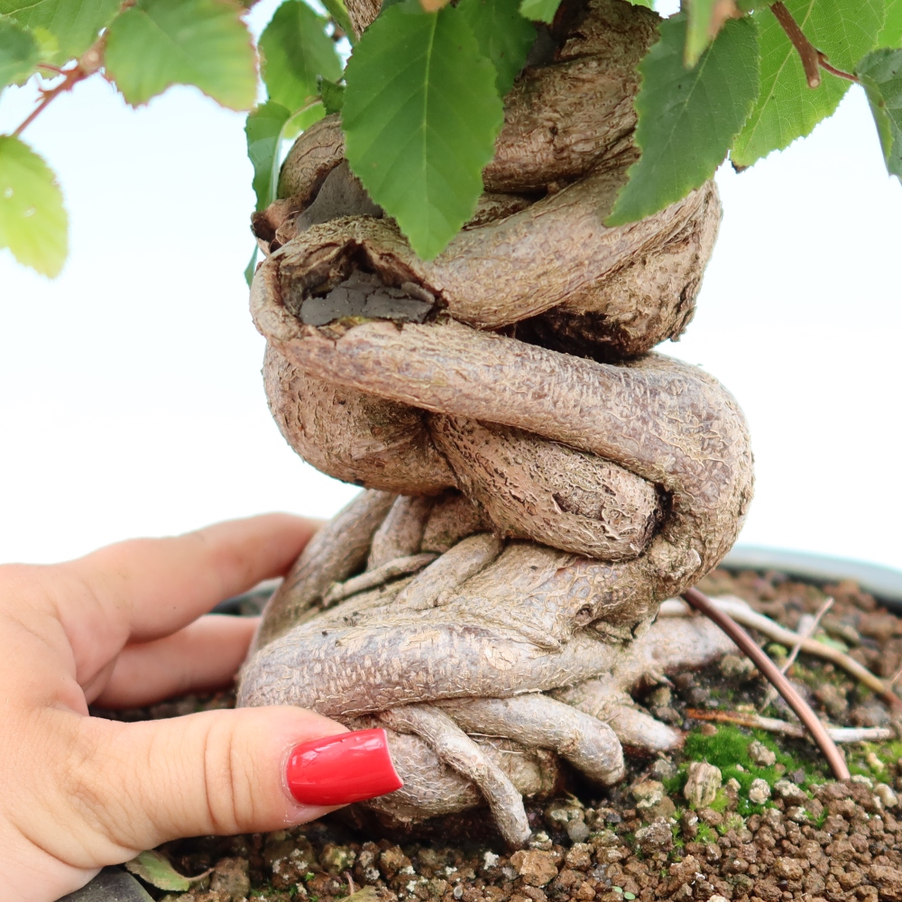Outdoor bonsai - Carpinus coreana - grab koreański