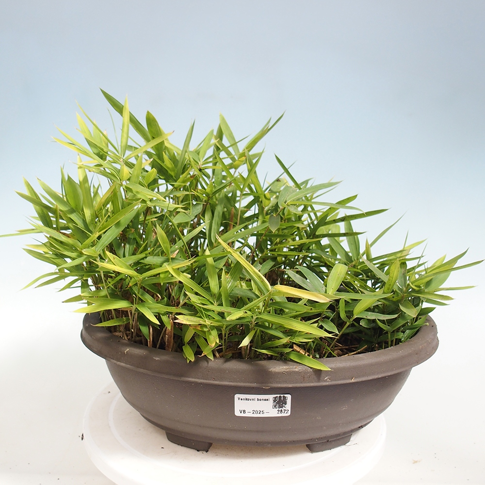 Bonsai zewnętrzne - Pleioblastus argenteostriatus f.pumilus - Bambus karłowaty