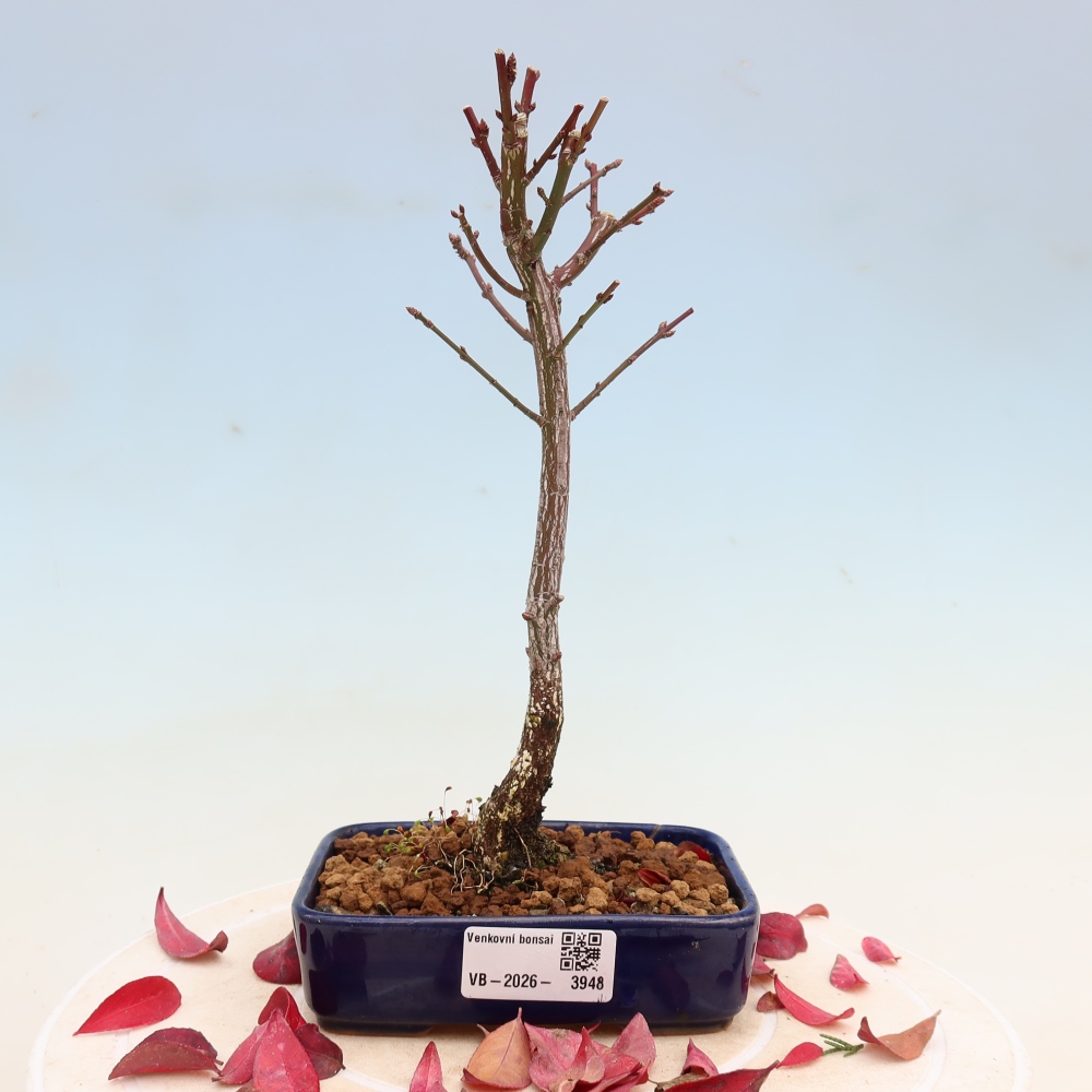 Bonsai ogrodowe – Euonymus alatus comactus – skrzydlaty