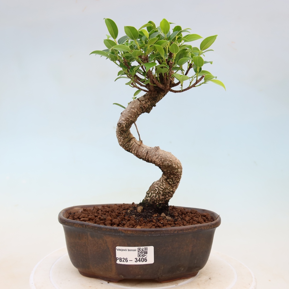 Pokój bonsai - Ficus kimmen - figowiec drobnolistny
