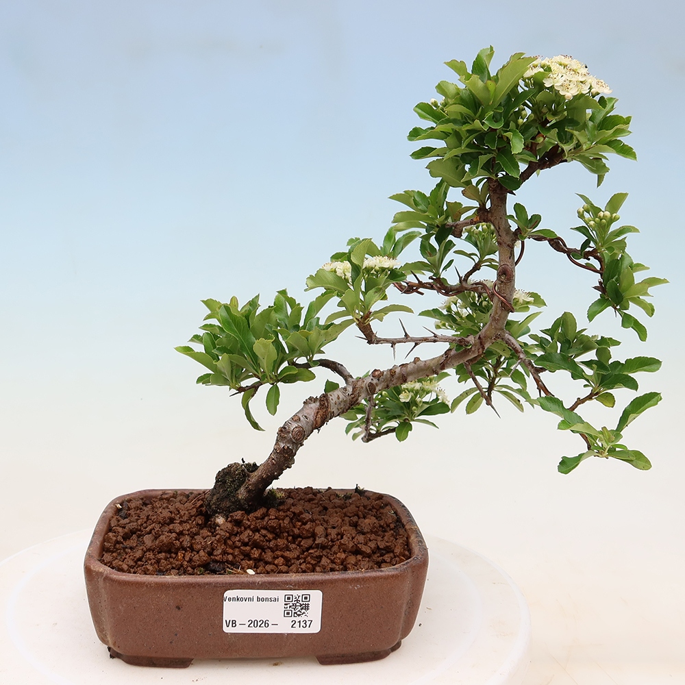 Bonsai ogrodowe – Pyracantha teton – ognik szkarłatny