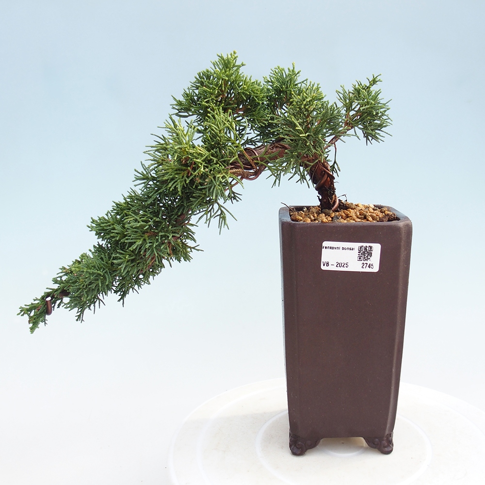 Bonsai zewnętrzne - Juniperus chinensis Kishu - Jałowiec chiński