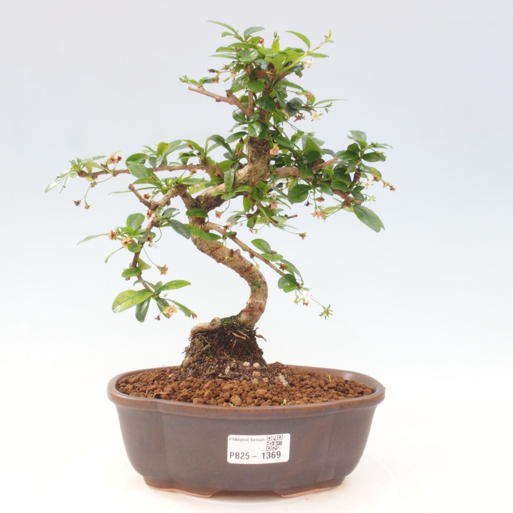 Pokój bonsai - Carmona macrophylla - Tea fuki