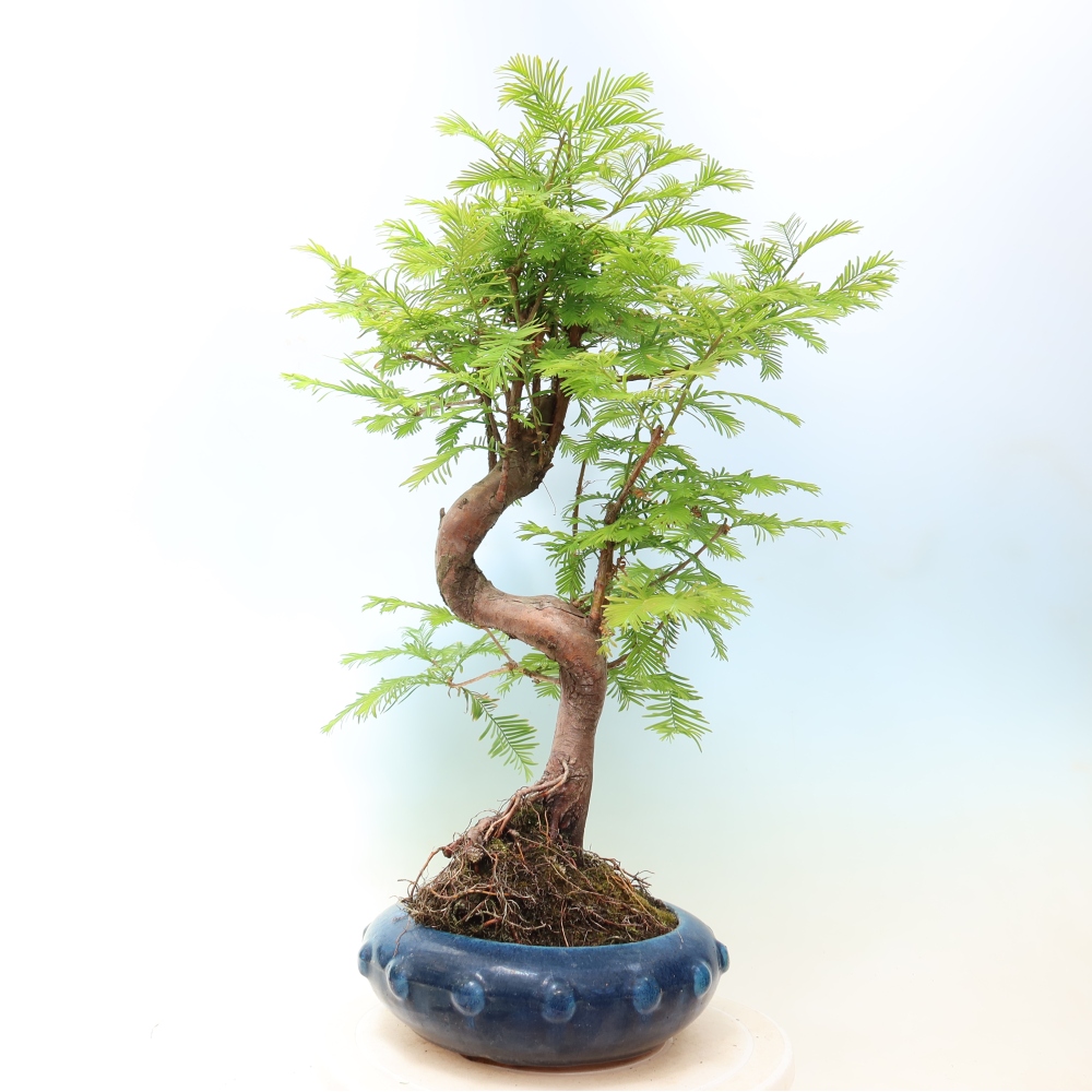 Outdoor bonsai - Metasequoia glyptostroboides - Metasekwoja chińska