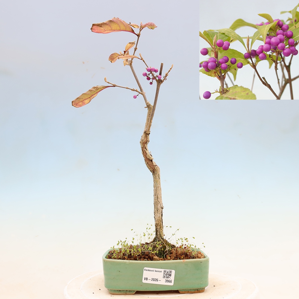 Bonsai ogrodowe – pięknoowocówka – Callicarpa bodinierova ‘Profusion’