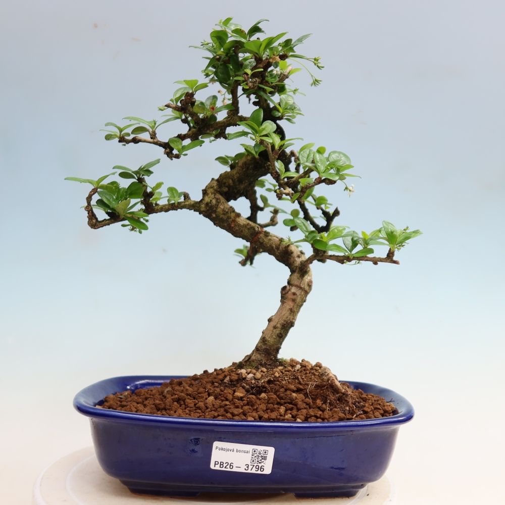 Bonsai pokojowe - Carmona macrophylla - Tea fuki