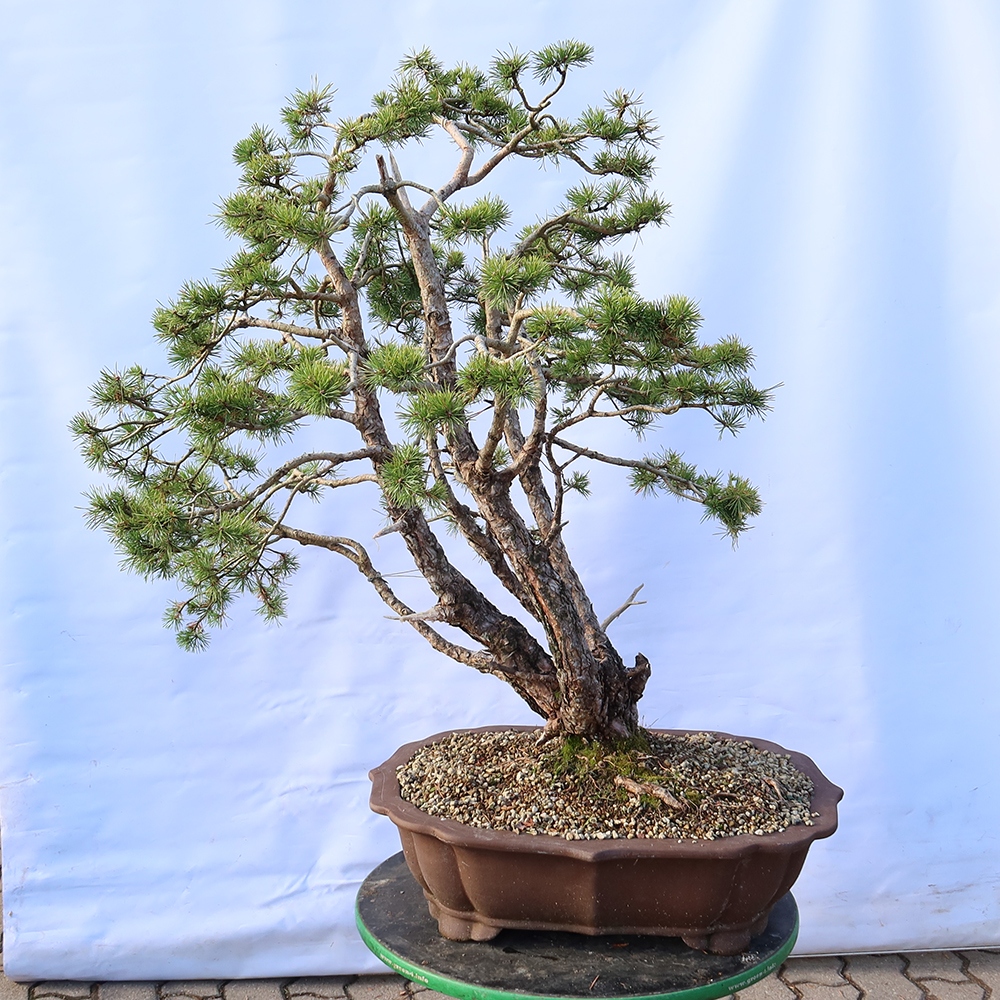 Pinus sylvestris Hiszpania – sosna zwyczajna