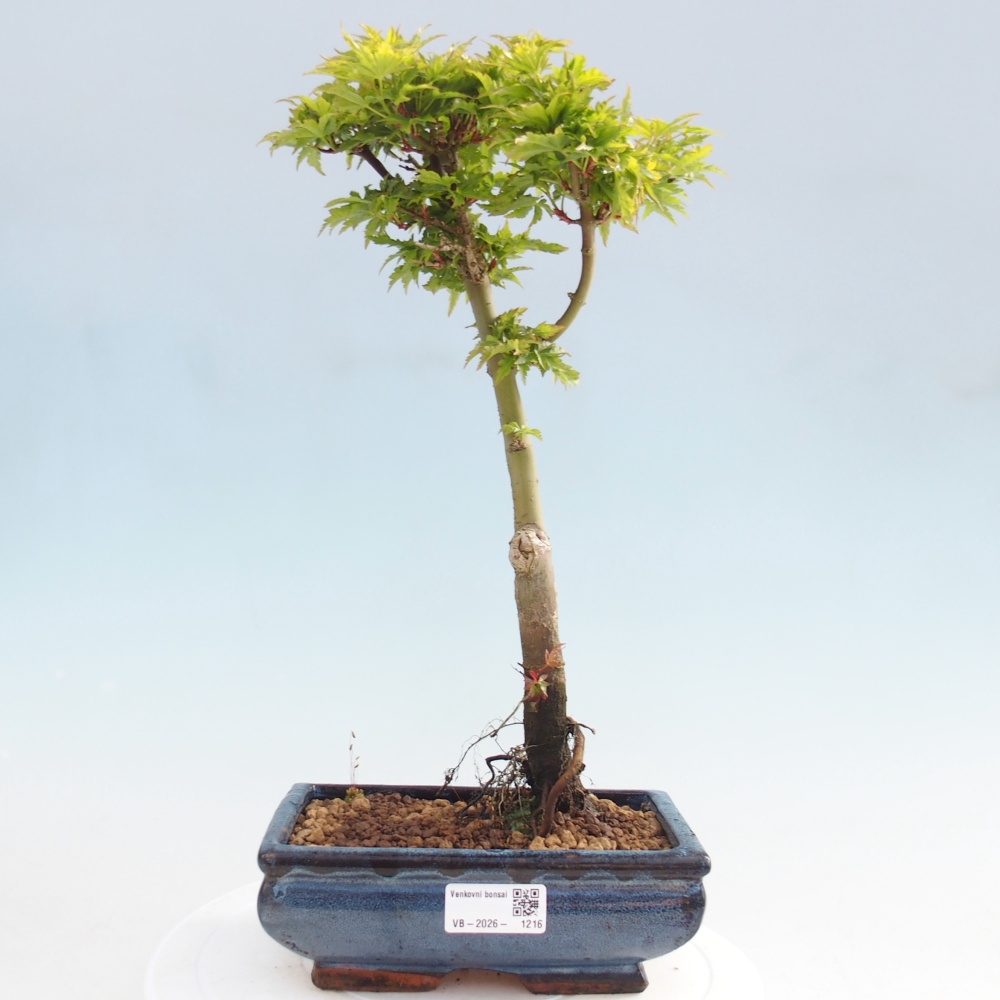 Outdoor bonsai - palma jaworowa Acer palmatum Shishigashira