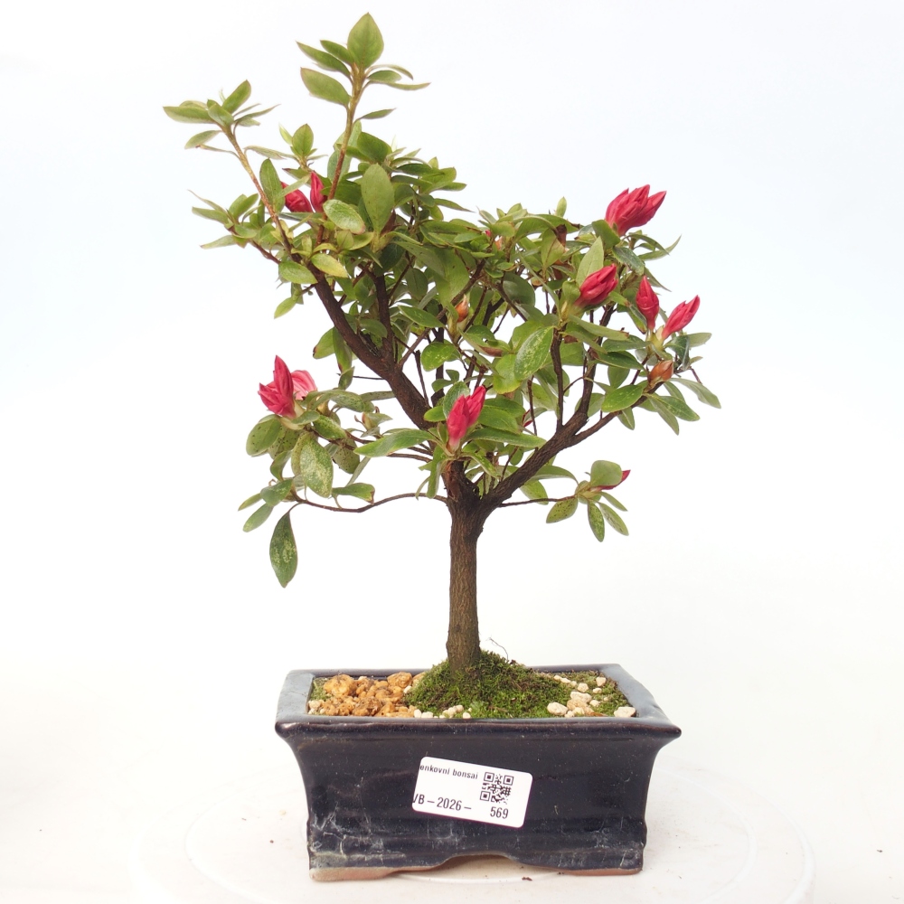 Outdoor bonsai - Azalia japońska - Azalea sp.