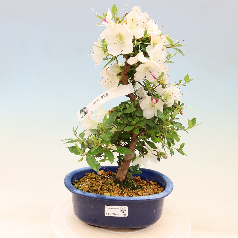 Outdoor bonsai - Azalia japońska - Azalia Yukigesho