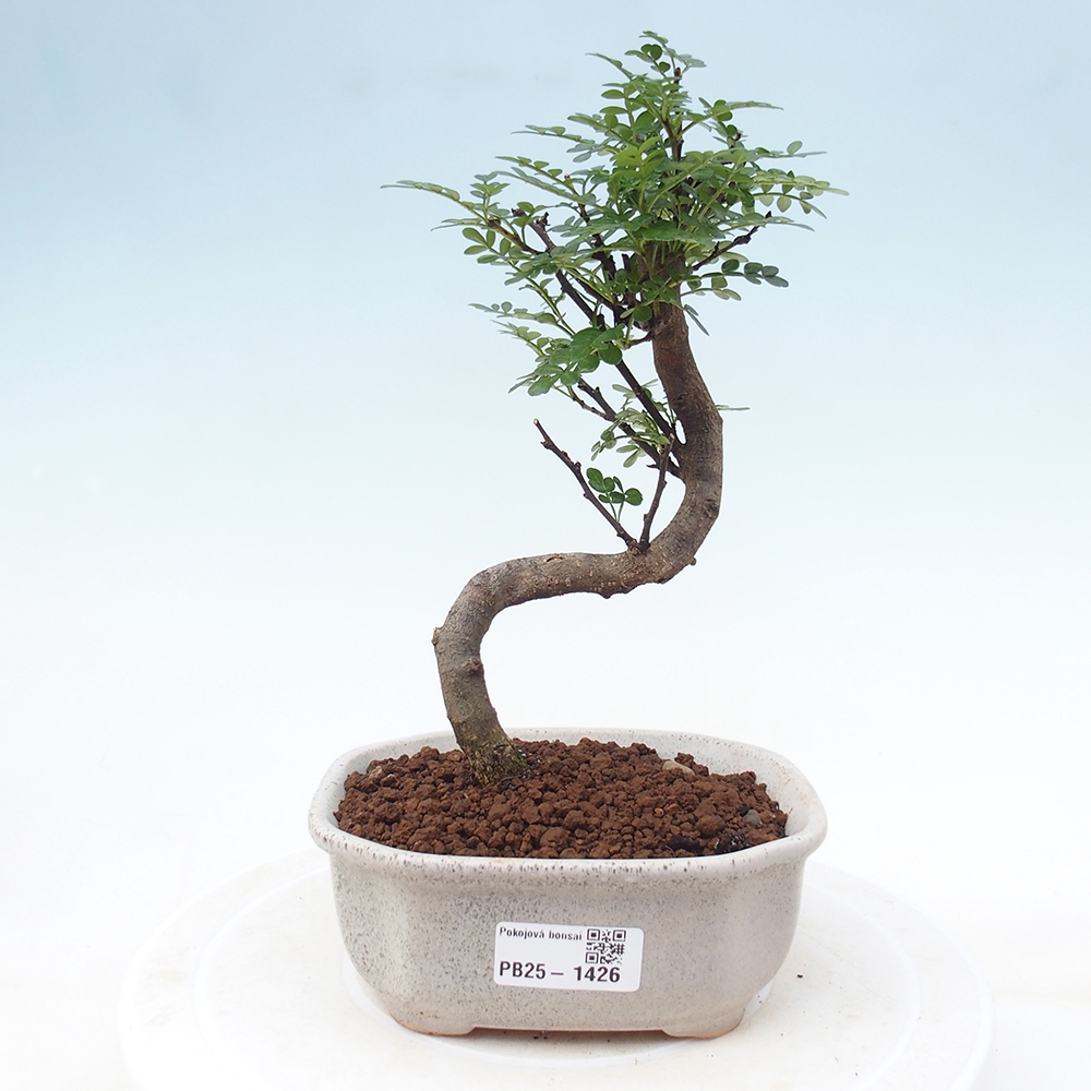 Kryty bonsai - Zantoxylum piperitum - Mięta pieprzowa