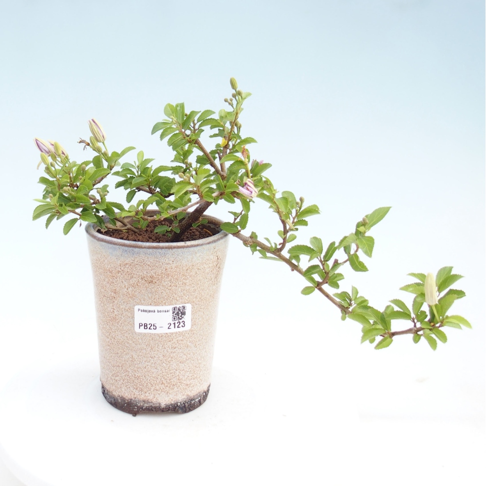 Kryty bonsai - Grewia occidentalis - Lawendowa gwiazda