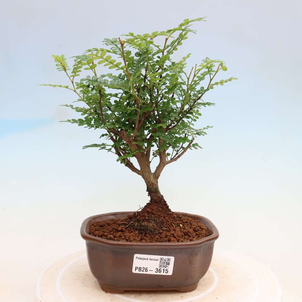 Pokój bonsai - Zantoxylum piperitum - drzewo pieprzowe