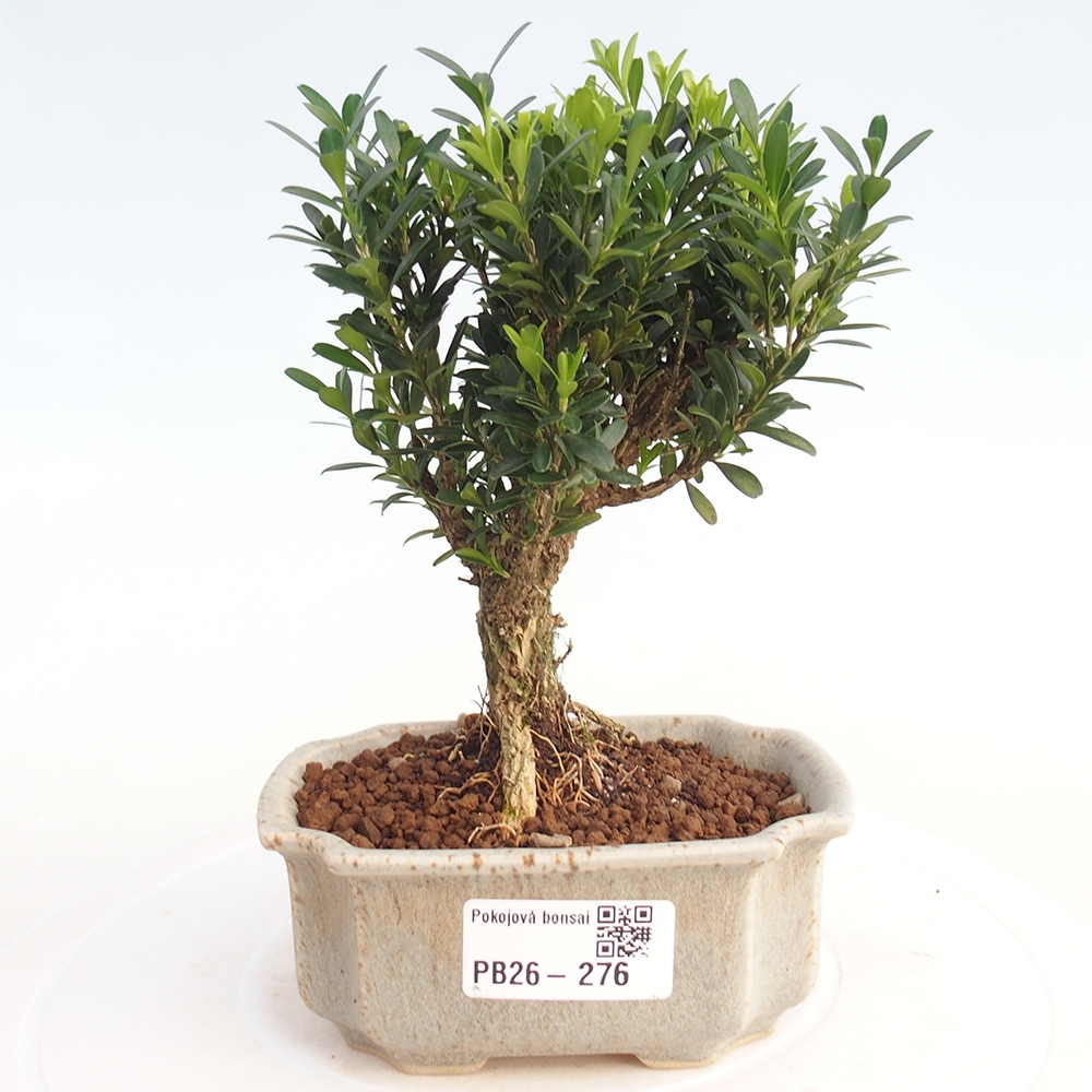 Pokój bonsai - Buxus harlandii - buxus korkowy