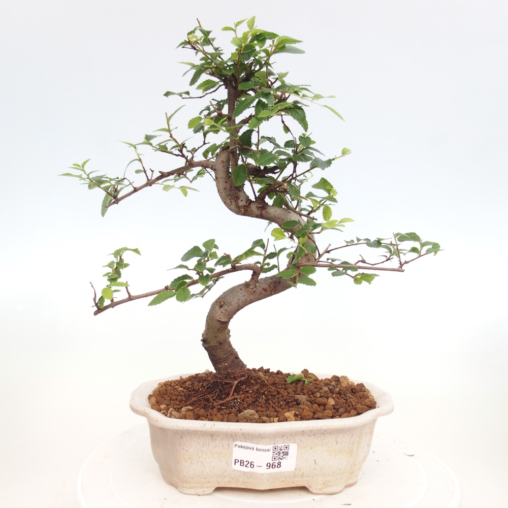 Pokój bonsai - Ulmus parvifolia - Wiąz drobnolistny