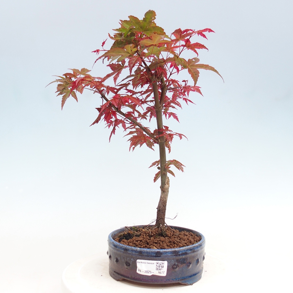 Outdoor bonsai - dlanitolistý klon - Acer palmatum DESHOJO
