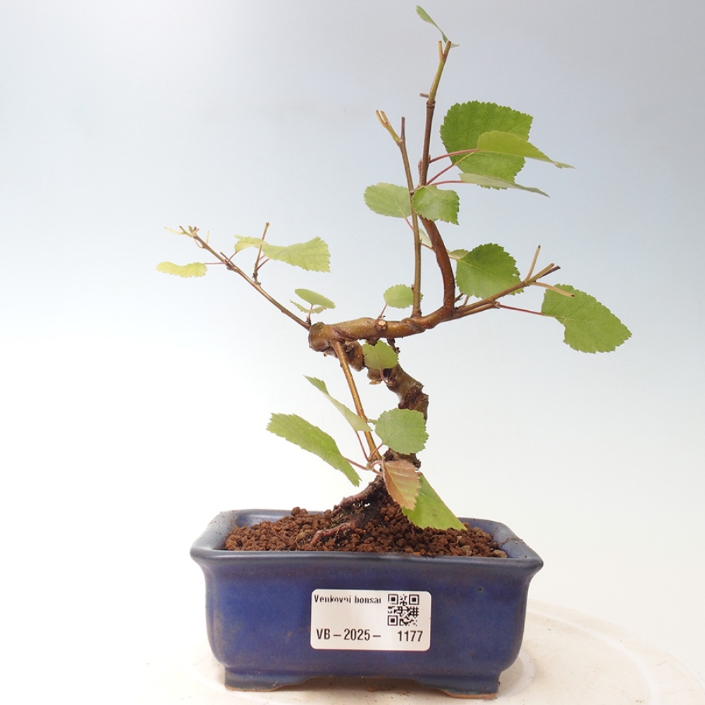 Bonsai zewnętrzne - brzoza karłowata - Betula NANA Treasure