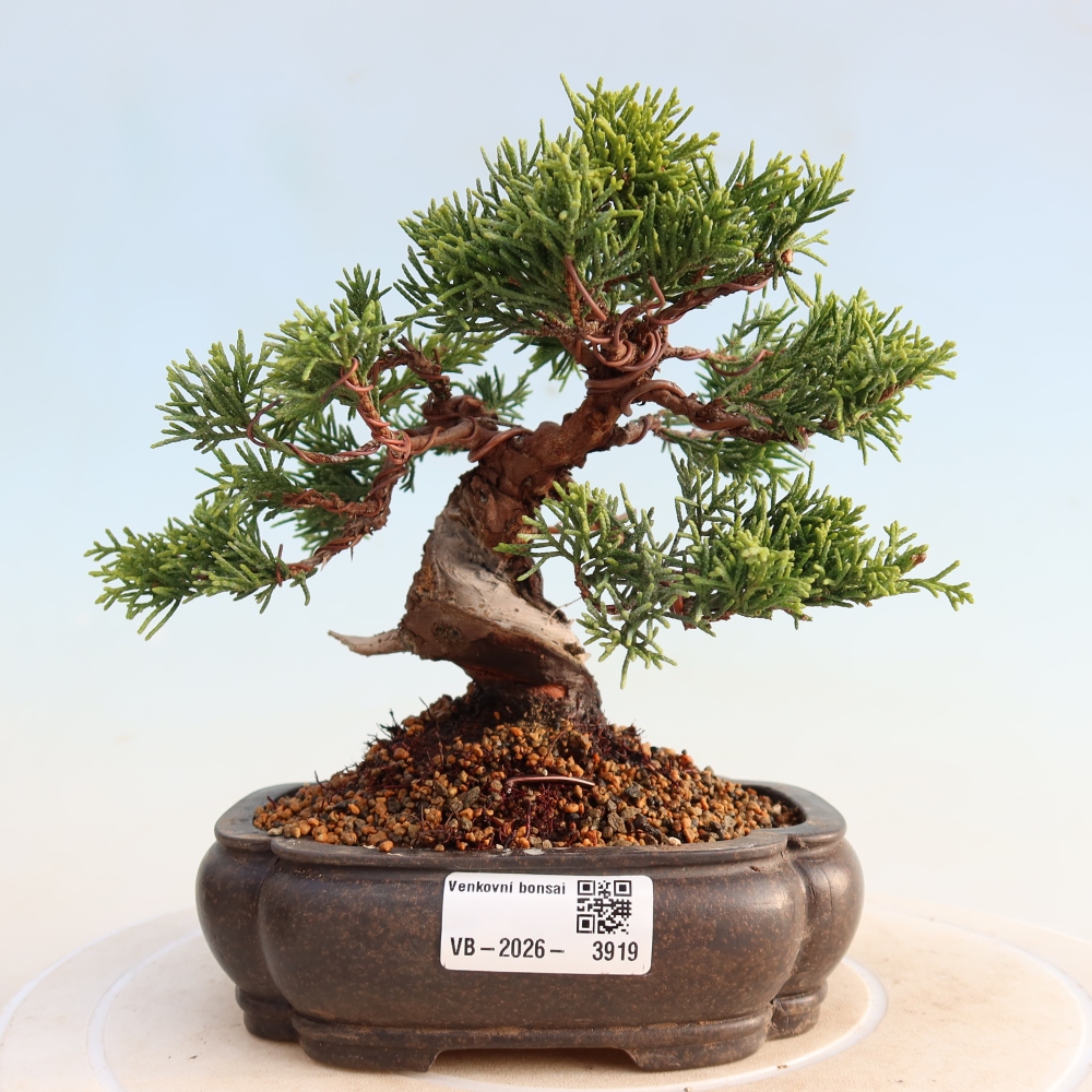 Outdoor bonsai - Juniperus chinensis Itoigawa - Jałowiec chiński