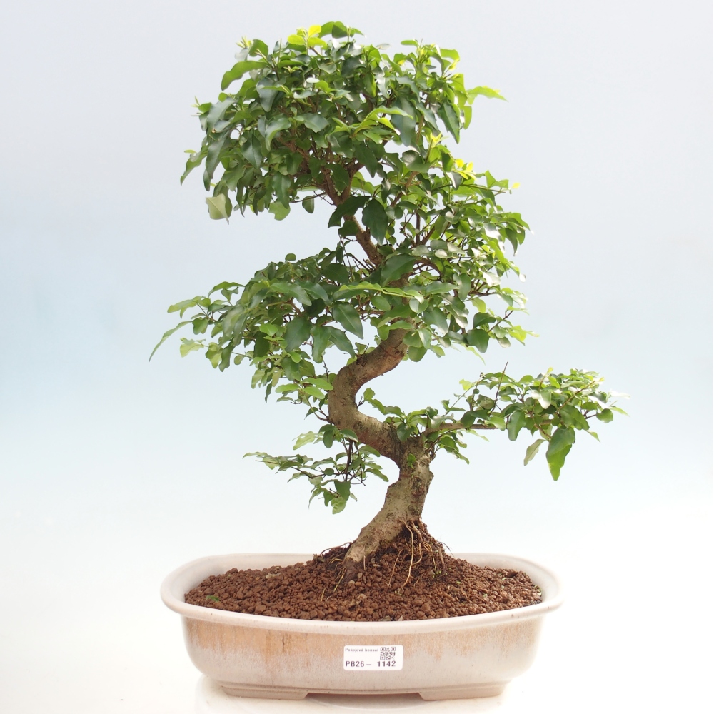 Pokój bonsai - Ligustrum chinensis - Dziób ptaka