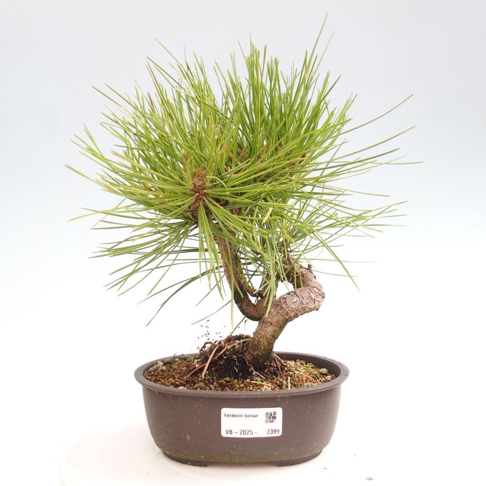 Bonsai ogrodowe - Pinus thunbergii - Sosna Thunbergia