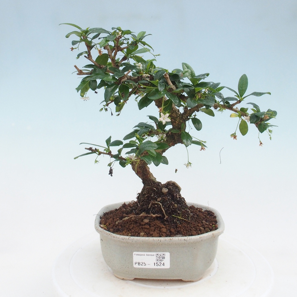 Bonsai wewnętrzne - Carmona makrophylla - Herbata Fuki