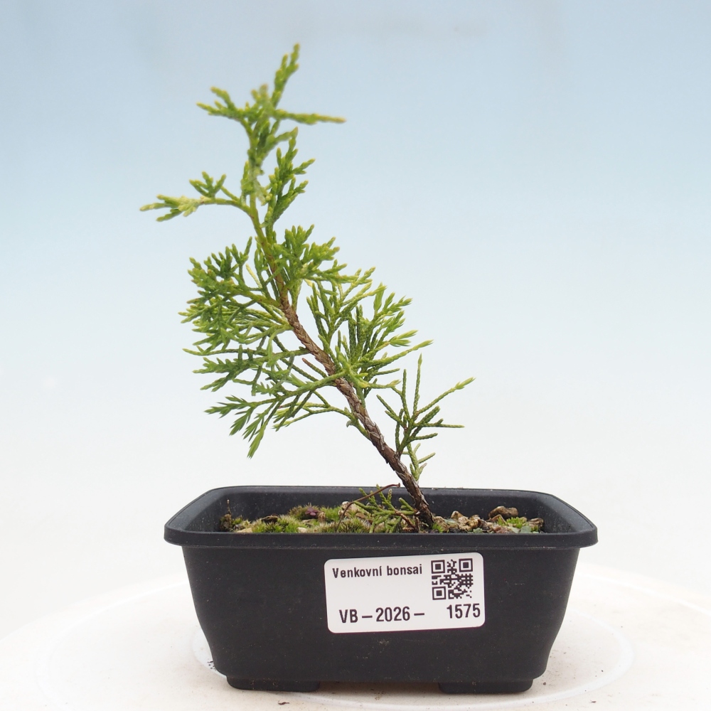 Outdoor bonsai - Juniperus chinensis Itoigawa