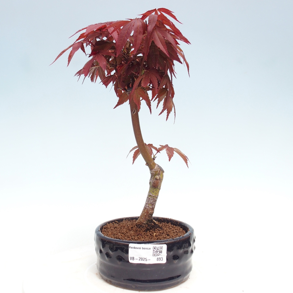 Bonsai zewnętrzne - palma Acer. Klon Atropurpureum-Palmleaf