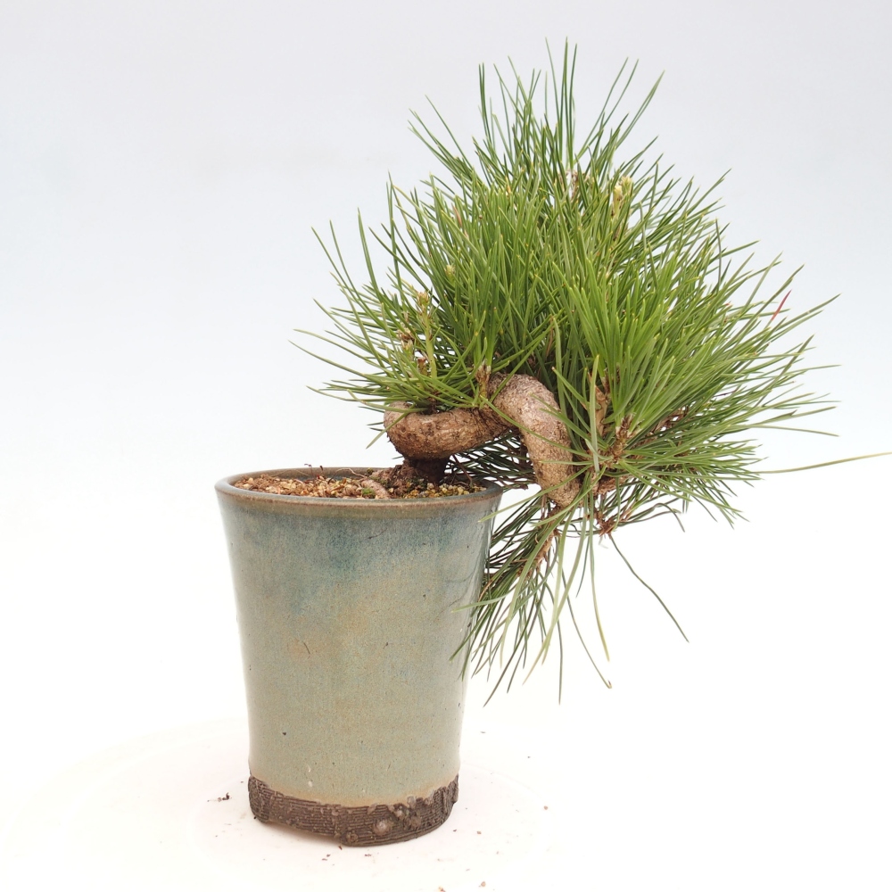 Bonsai ogrodowe - Pinus thunbergii - Sosna Thunbergia
