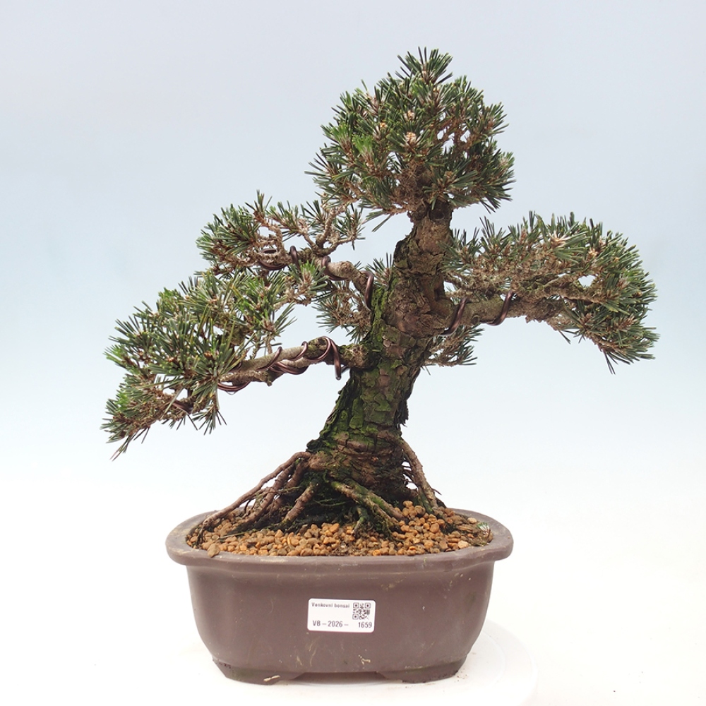 Outdoor bonsai - Pinus thunbergii Kotobuki - Sosna Thunberga