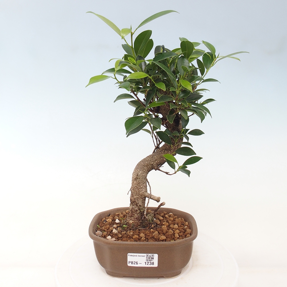 Pokój bonsai - Ficus retusa - figowiec drobnolistny