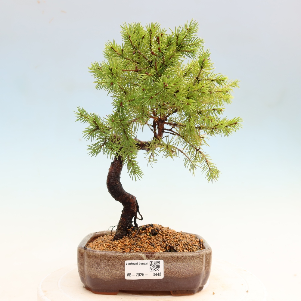 Bonsai ogrodowe – Świerk szary – Picea glauca globe