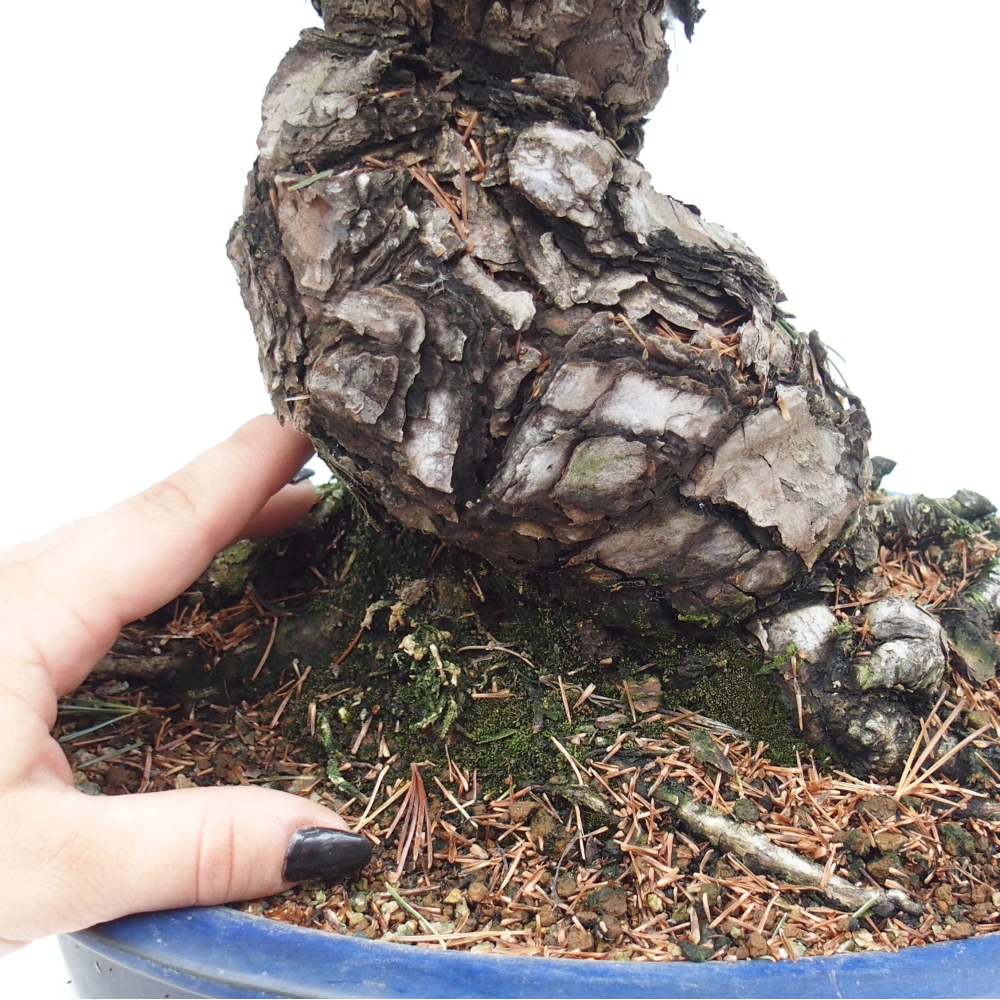 Outdoor bonsai - Pinus parviflora - Mała sosna