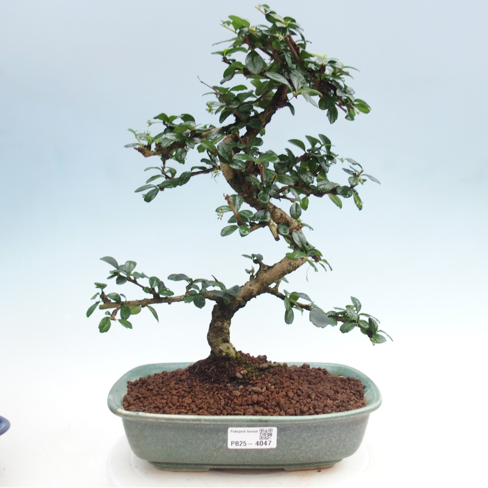 Bonsai pokojowe - Carmona macrophylla - Tea fuki