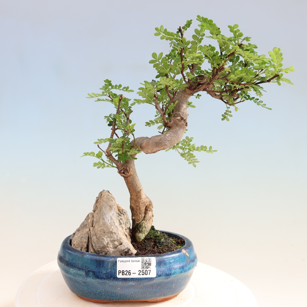 Pokój bonsai - Zantoxylum piperitum - drzewo pieprzowe