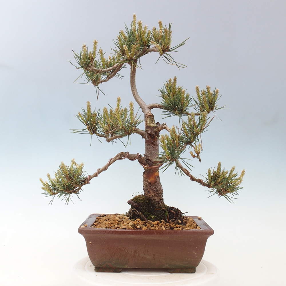 Outdoor bonsai - Pinus Sylvestris - sosna zwyczajna