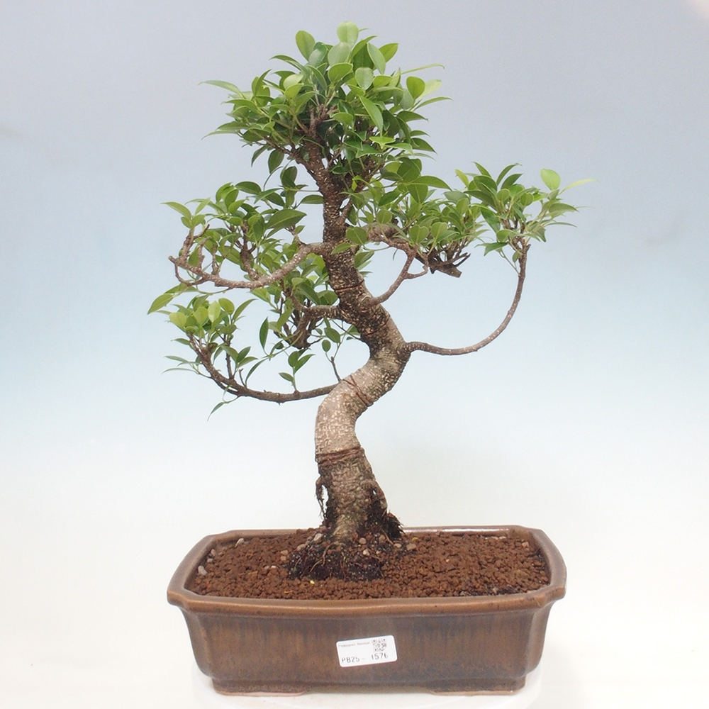 Kryty bonsai - Ficus kimmen - figowiec drobnolistny