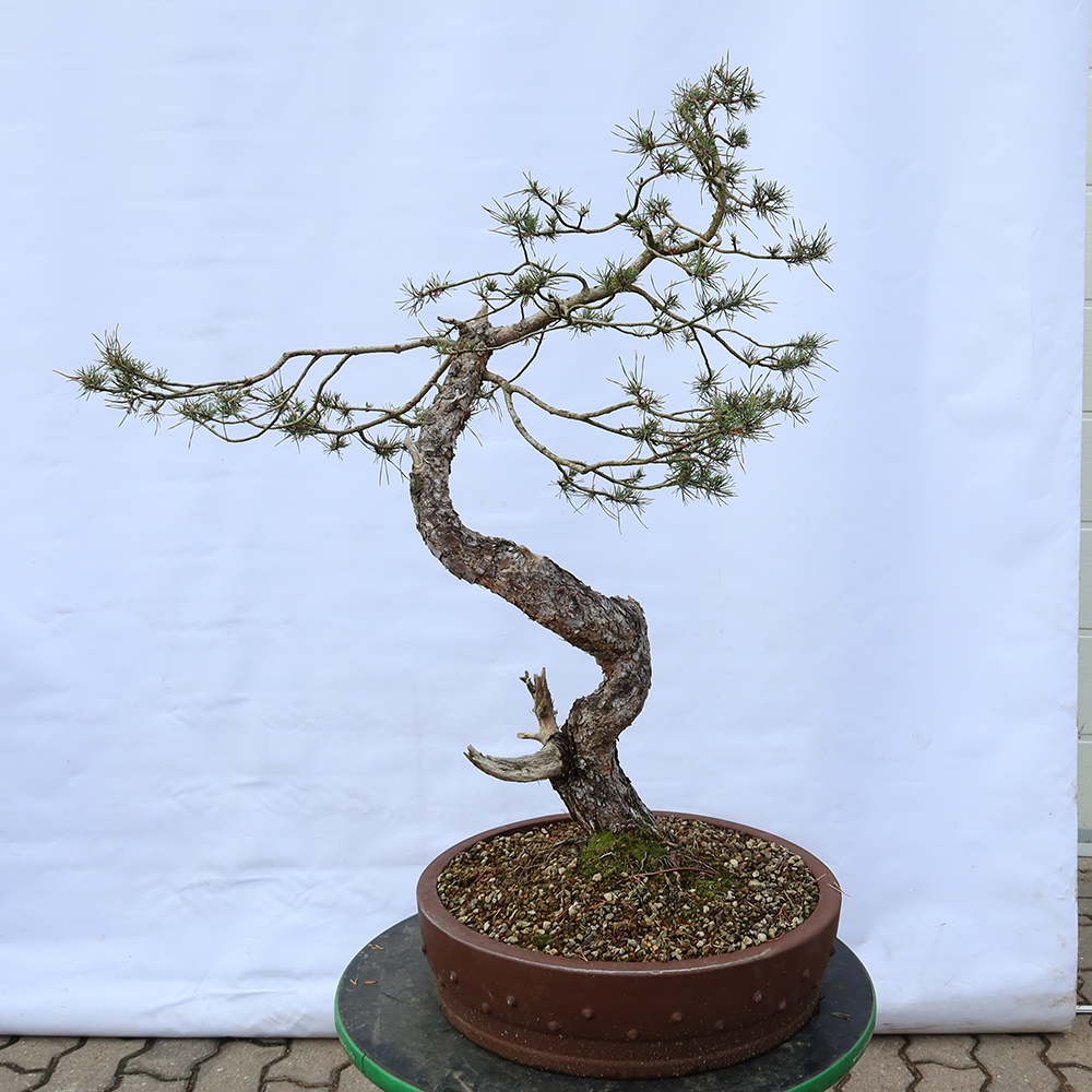 Pinus sylvestris Hiszpania – sosna zwyczajna