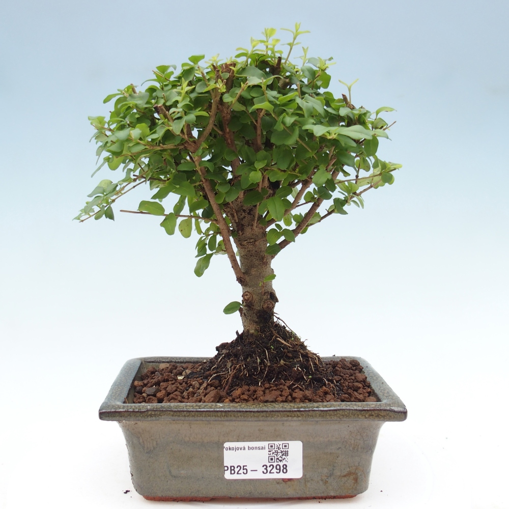 Pokój bonsai - Ligustrum chinensis - Dziób ptaka