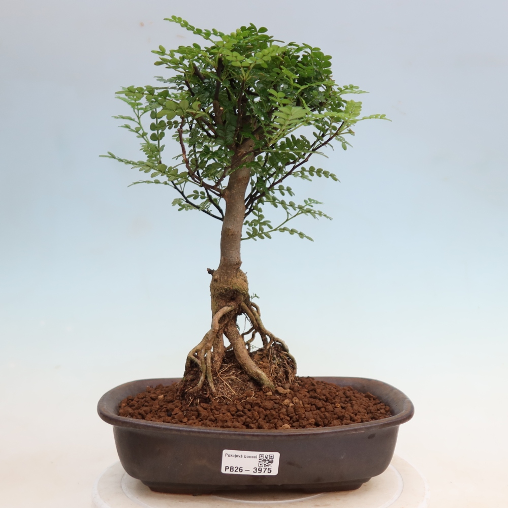Pokój bonsai - Zantoxylum piperitum - drzewo pieprzowe