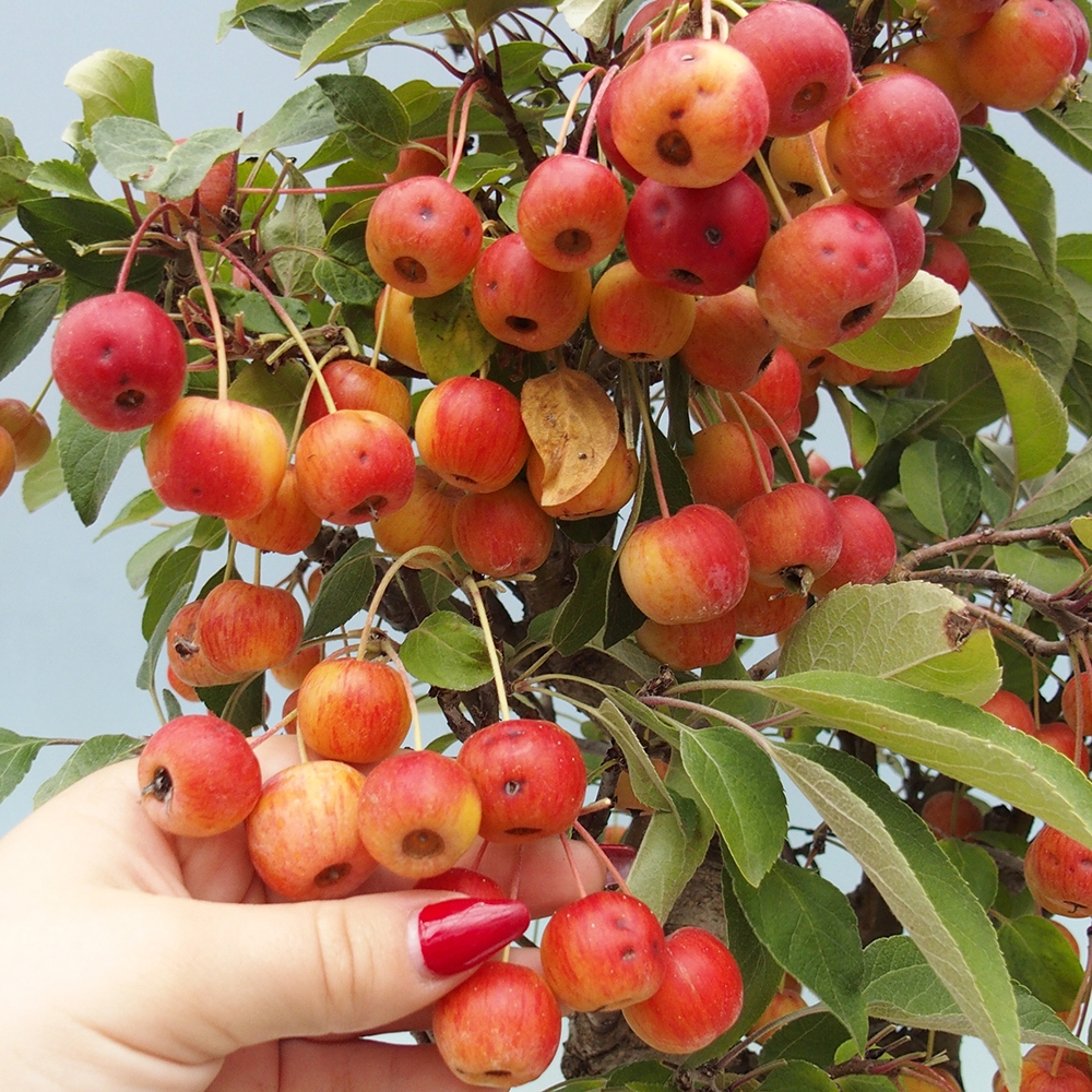 Bonsai plenerowe - Malus Halliana - Jabłoń drobnoowocowa