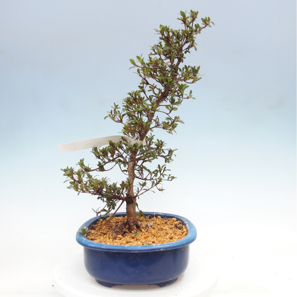 Bonsai zewnętrzne - Azalia japońska - Azalia Nikko