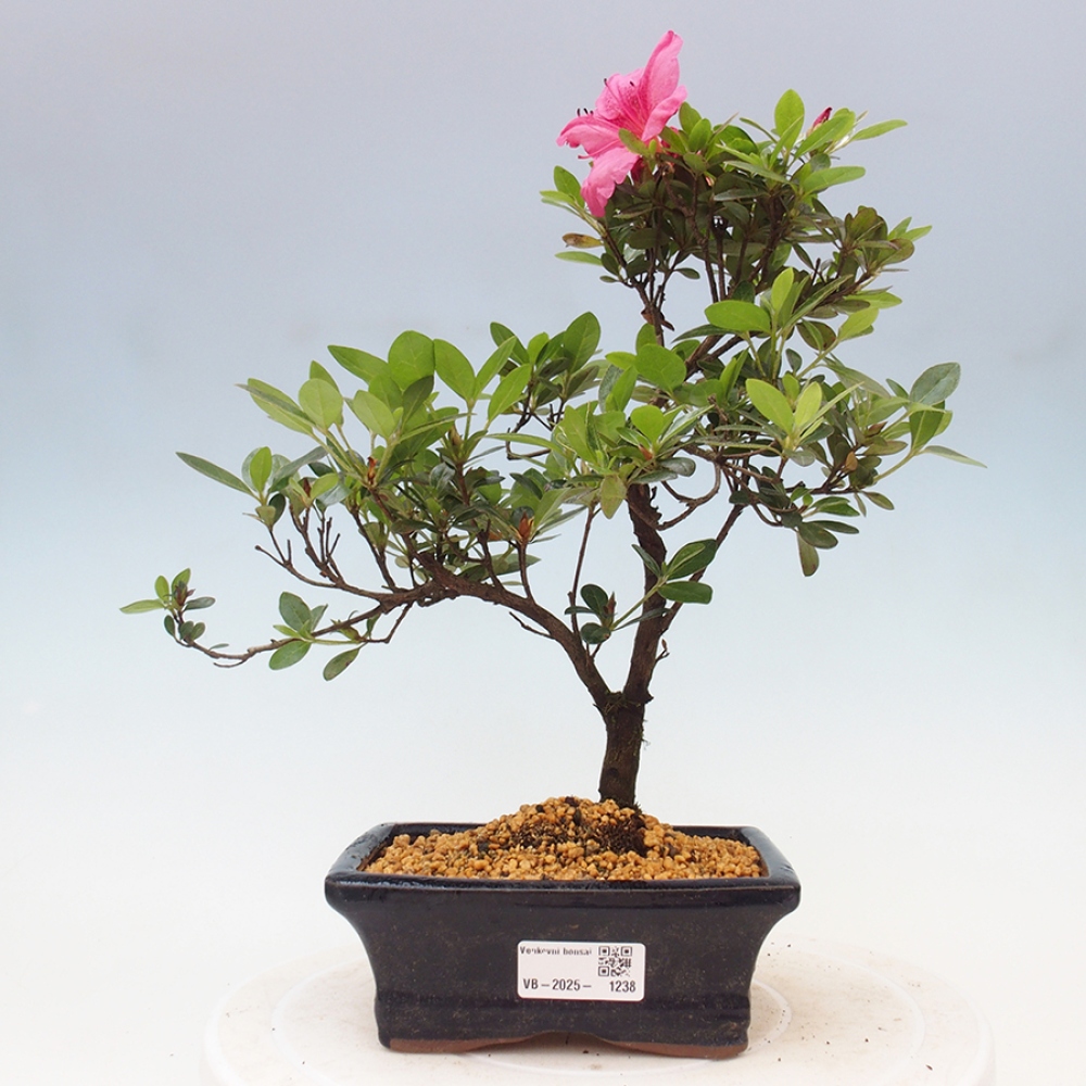 Bonsai zewnętrzne - Azalia japońska - Azalea sp.