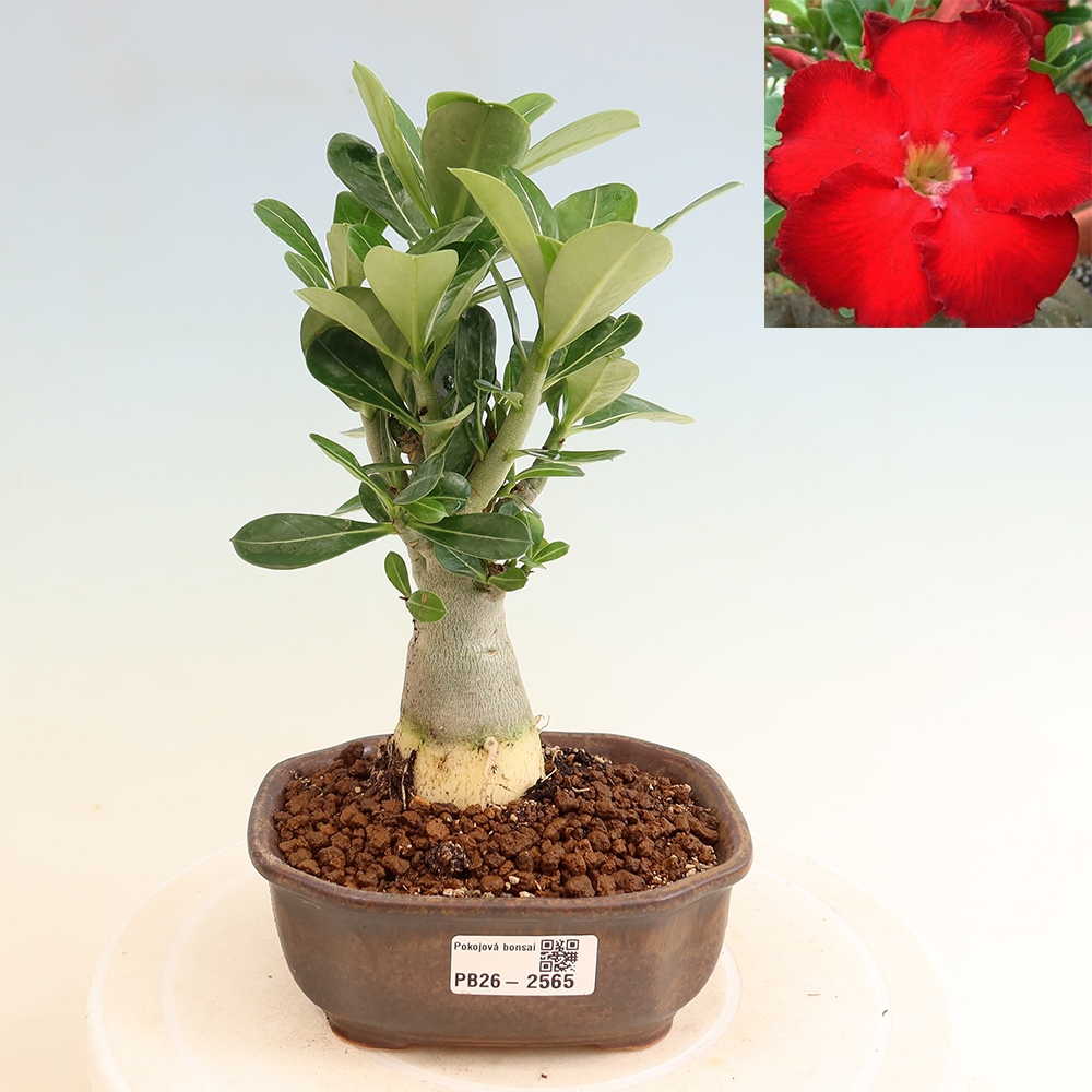 Bonsai pokojowe – Adenium obesum Red Star – Róża pustynna