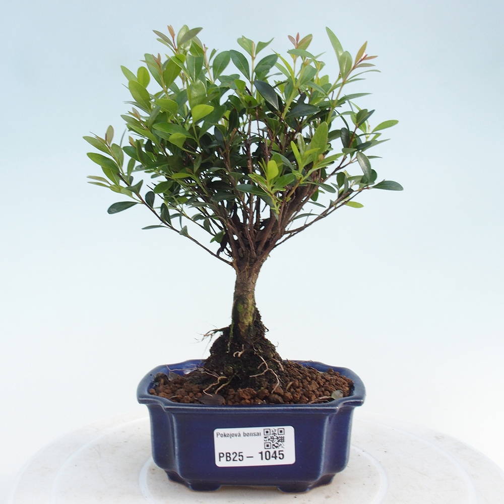 Pokój bonsai - Syzygium - Pimentovník
