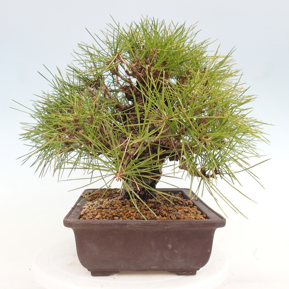Outdoor bonsai - Pinus thunbergii - sosna Thunberga