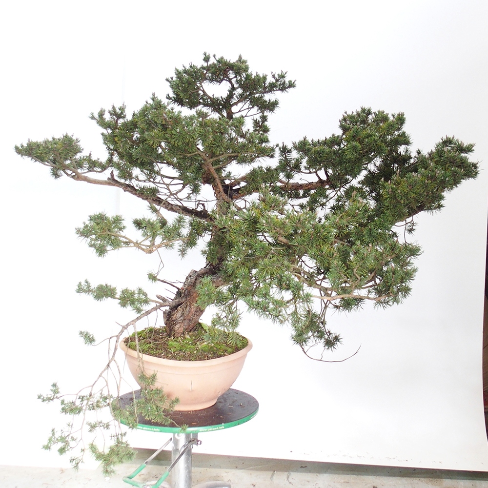 Yamadori - Pinus sylvestris Hiszpania