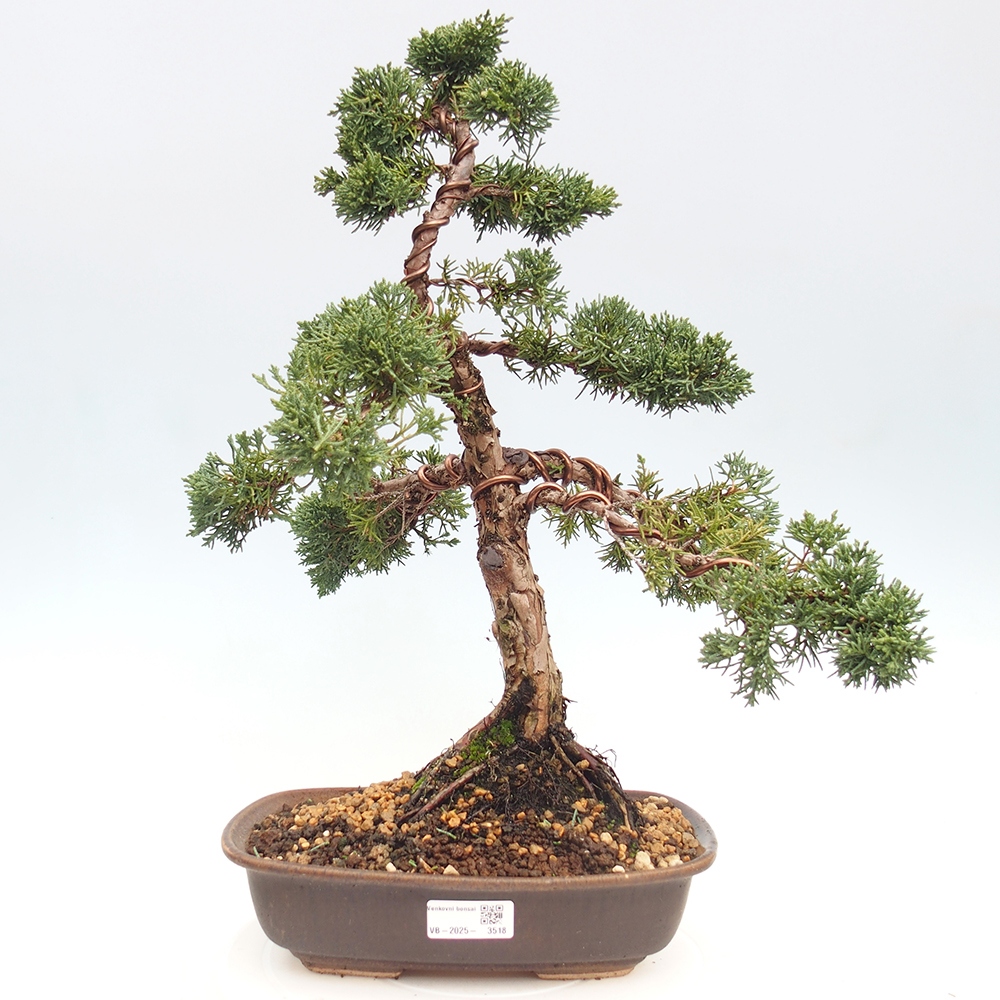 Outdoor bonsai - Juniperus chinensis Kishu - chiński jałowiec
