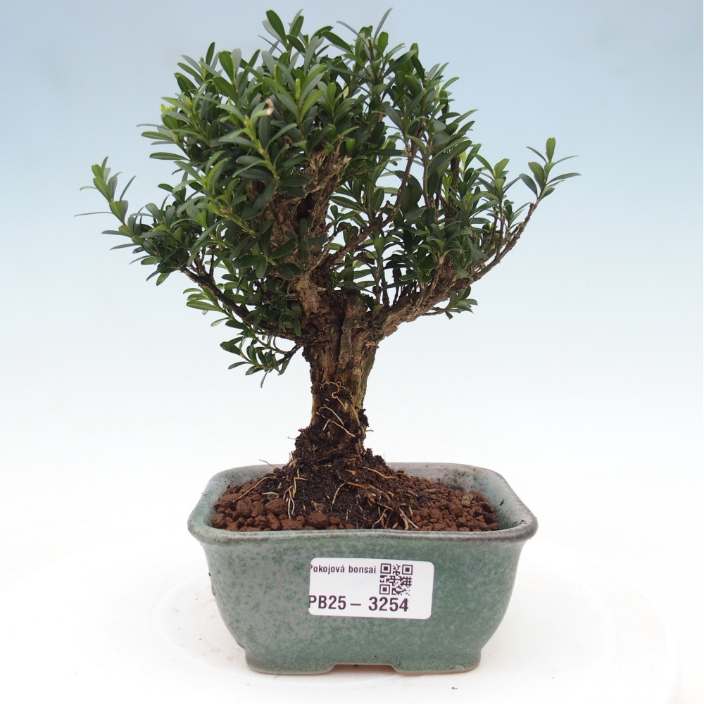 Pokój bonsai - Buxus harlandii - buxus korkowy